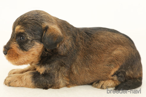 成約済の神奈川県のミックス犬-378608の2枚目